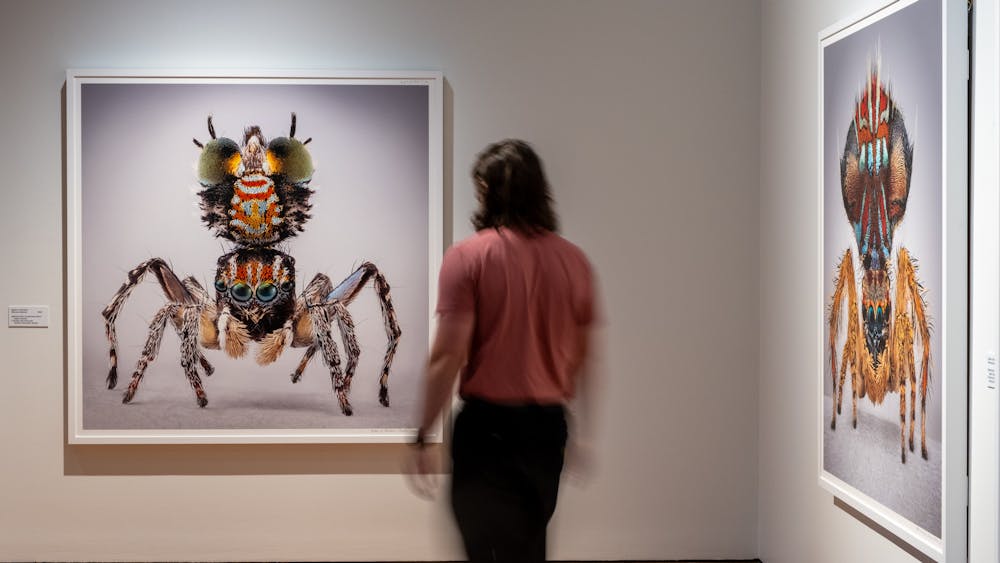Thumbnail for Maria Fernanda Cardoso: Spiders of Paradise