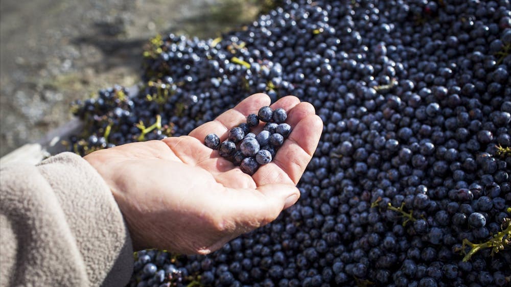 Hand holding grapes