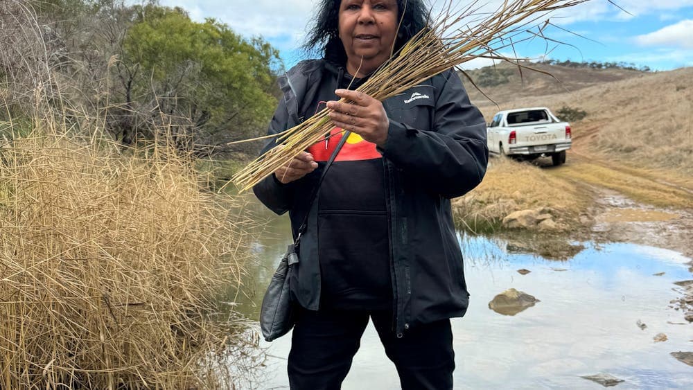 Maree Clark collecting reeds at Ginninderry
