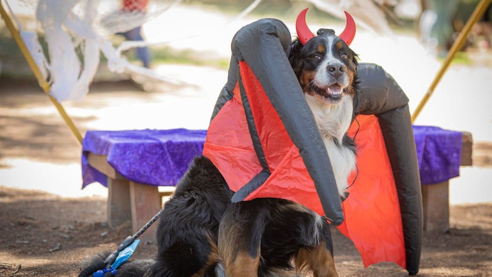 canberra paws party