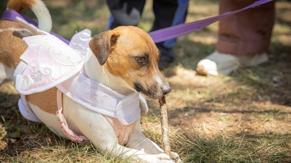 canberra paws party