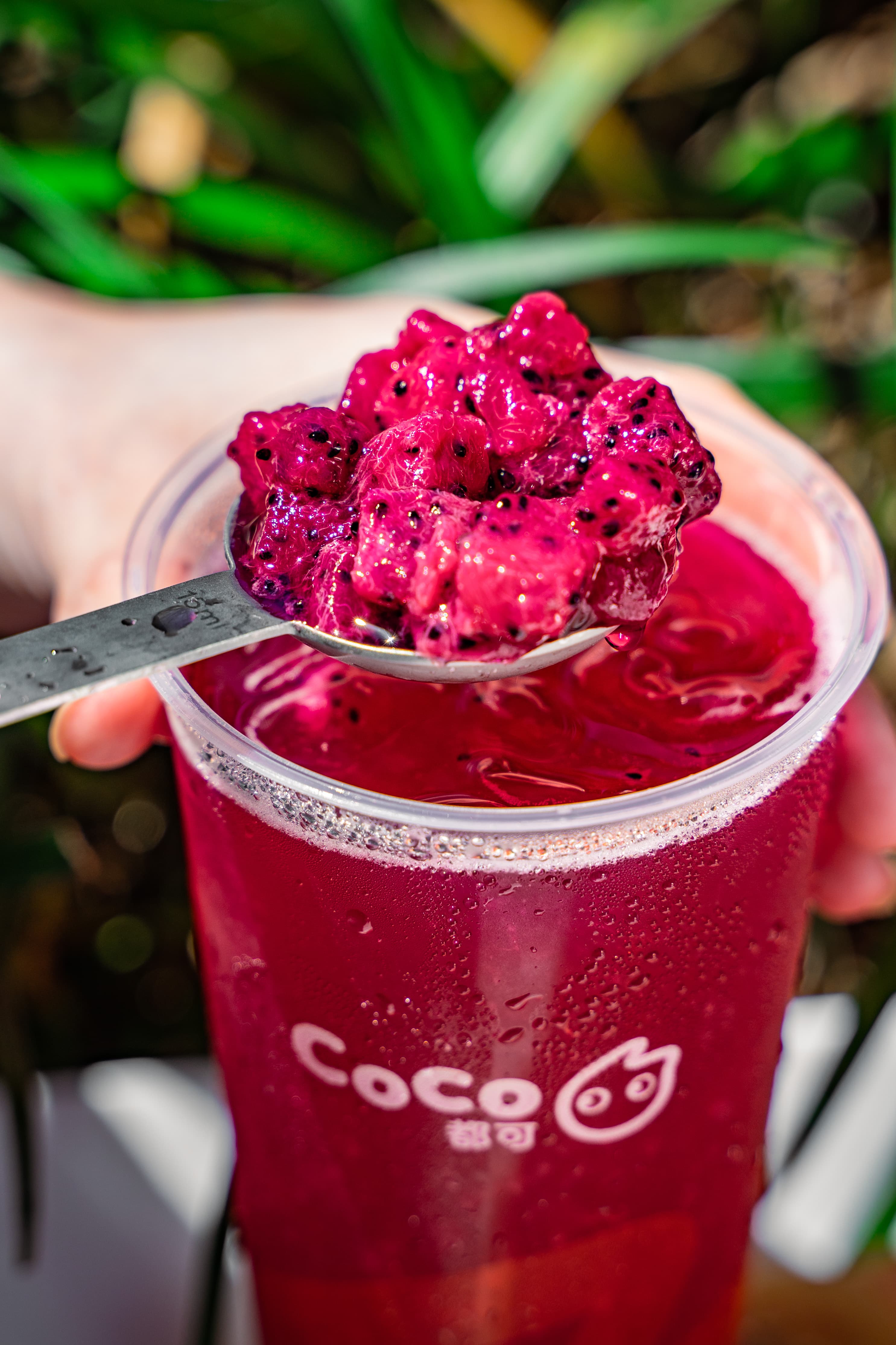 Coco bubble tea