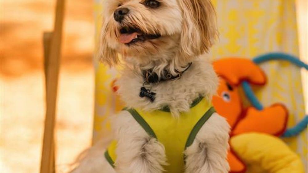 Small dog sitting on a deck chair