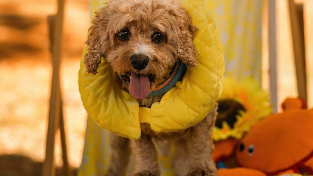 Small brown dog sitting on a deck chair with a yellow floaty around its neck
