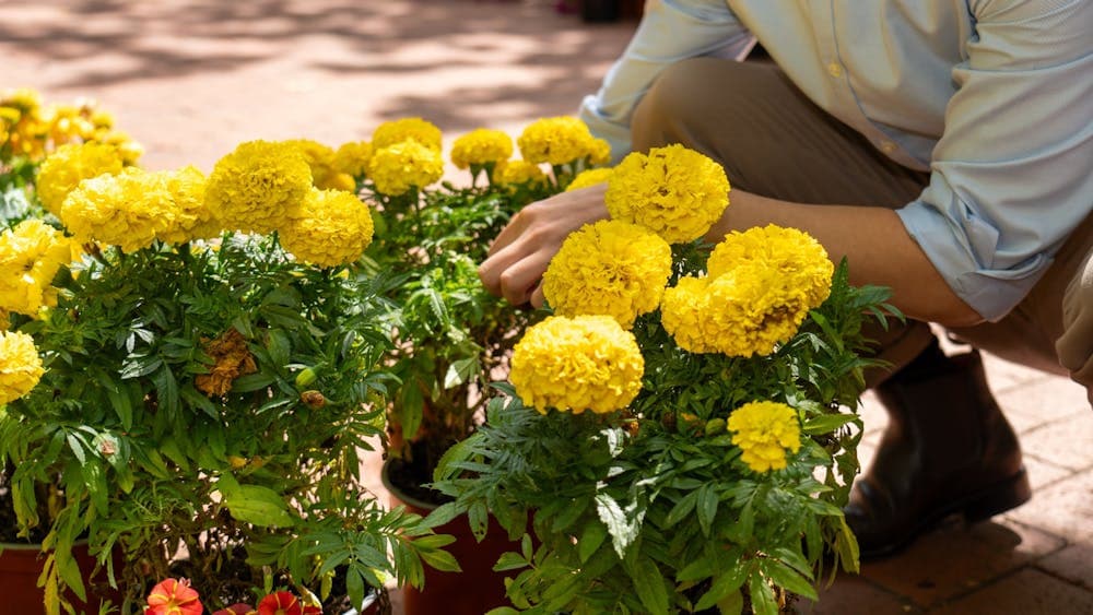 Close up of yellow flowers