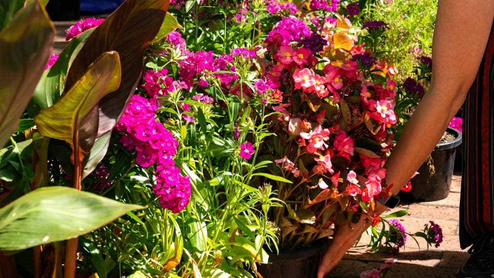 A hand reaching down to pick up a pot of red flowers