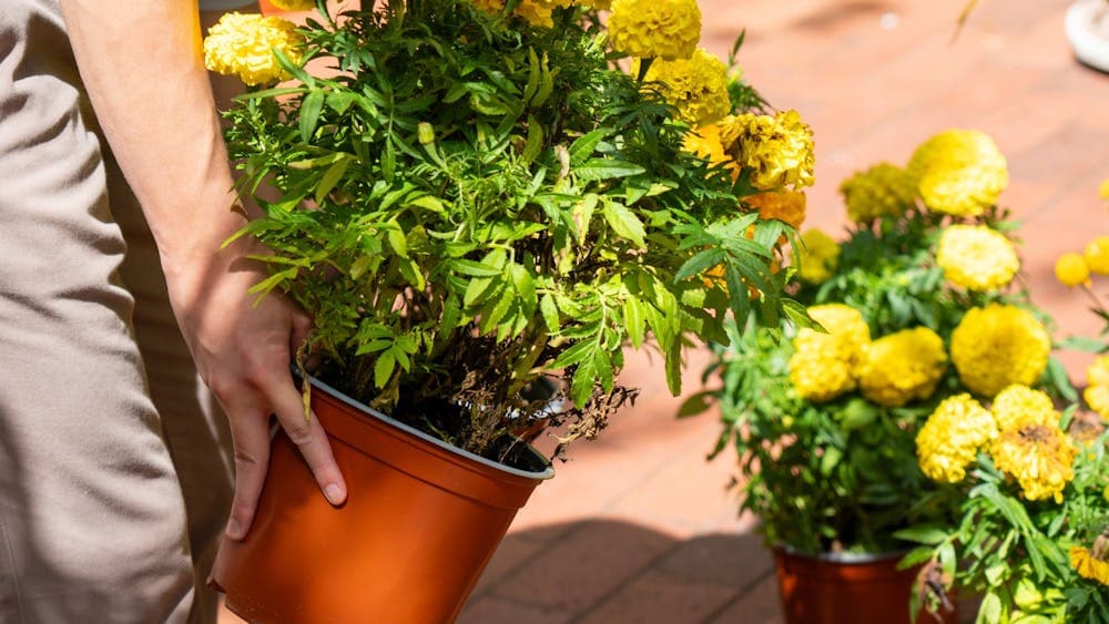 A close up of a hand holding a pot of yellow flowers