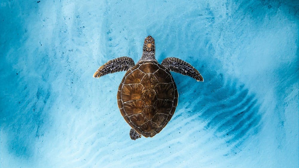 Birds eye view of a turtle in water
