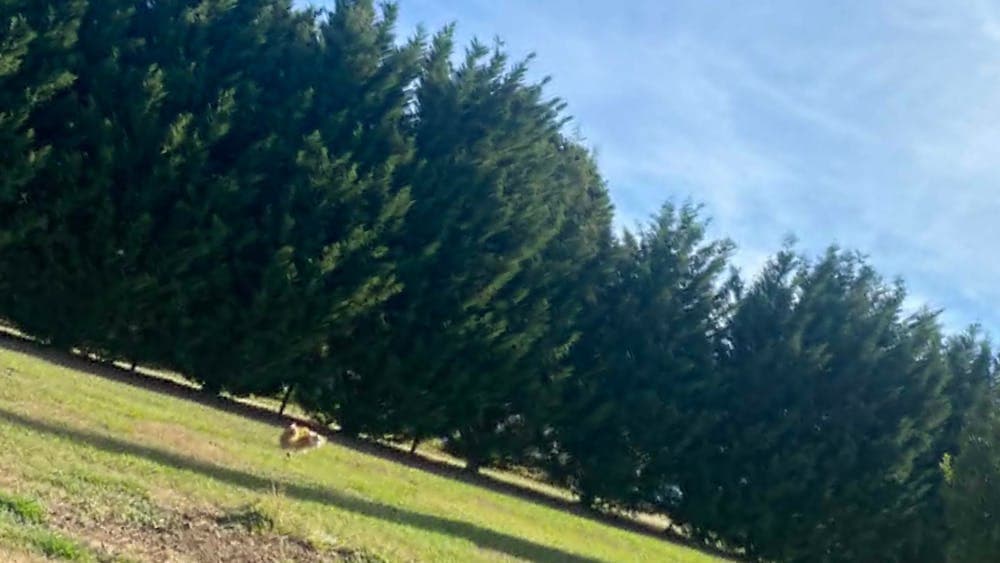 Truffle farm and dog