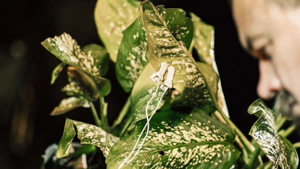 Close-up of a speckled green houseplant with wired earbuds clipped to a leaf beside a blurred person