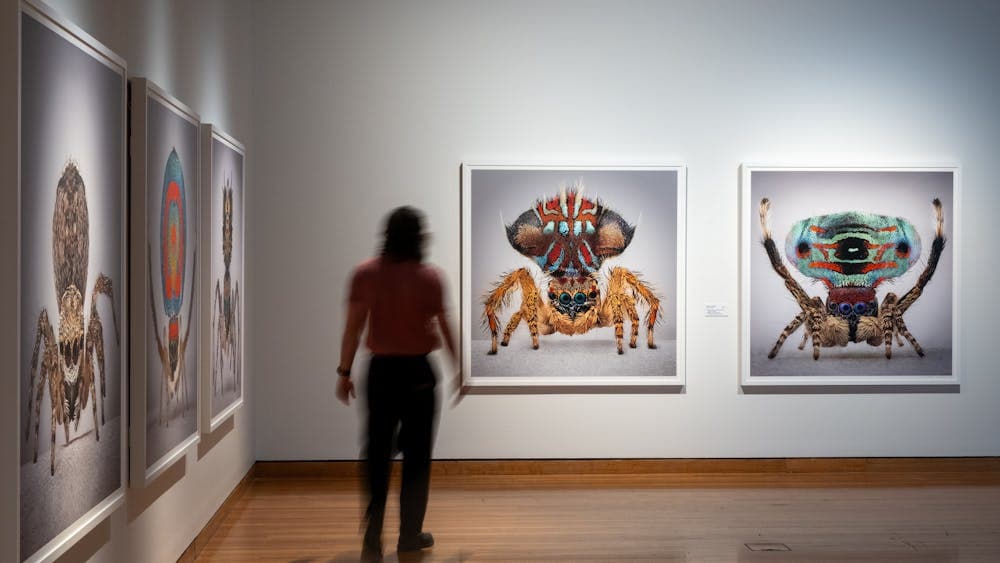 A man observing artworks in Maria Fernanda Cardoso's Spiders of Paradise exhibition
