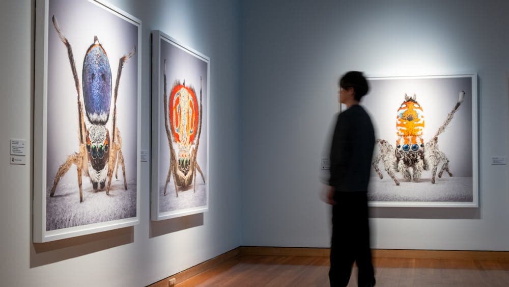 A man observing artworks in Maria Fernanda Cardoso's Spiders of Paradise exhibition