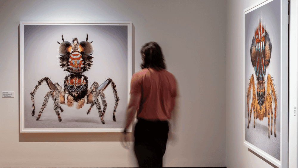 A man observing artworks in Maria Fernanda Cardoso's Spiders of Paradise exhibition