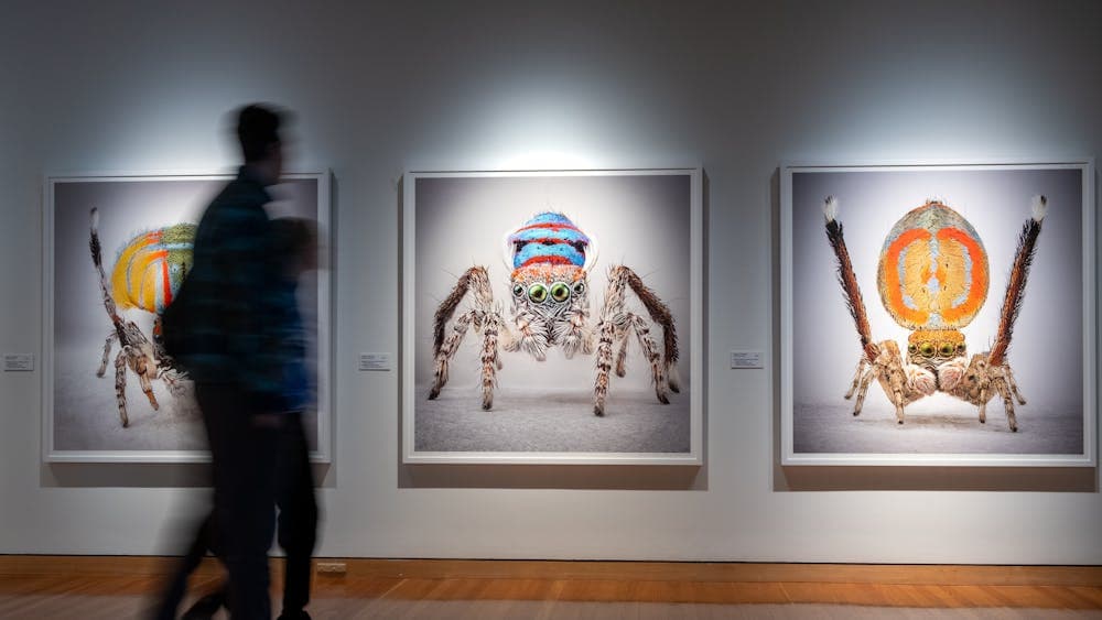 Two people observing artworks in Maria Fernanda Cardoso's Spiders of Paradise exhibition