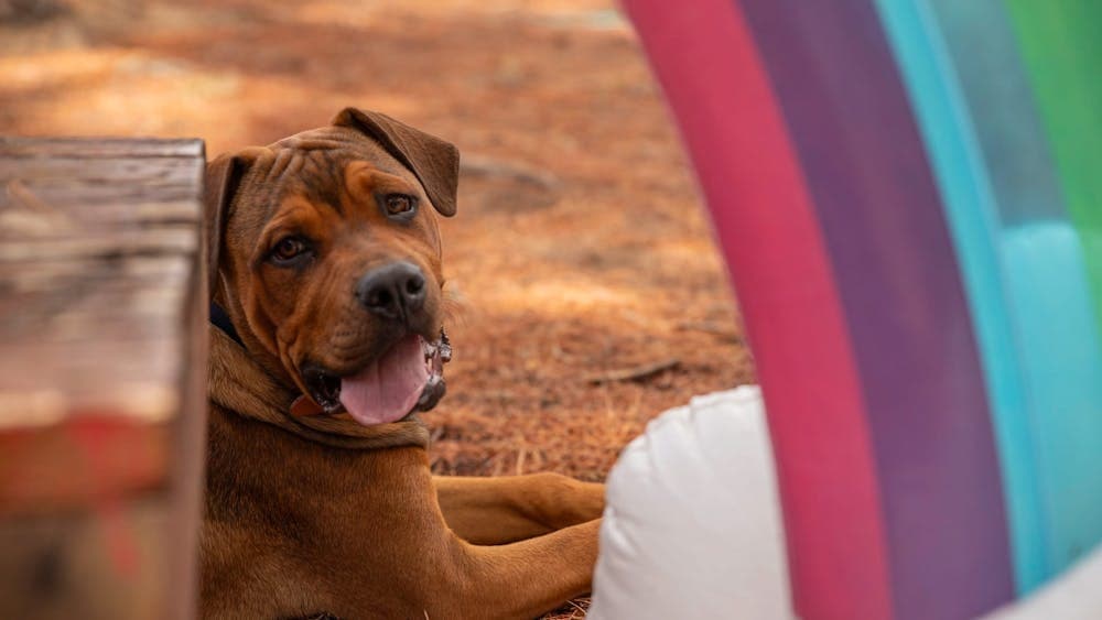Close up of a dog sitting under an inflatable rainbow