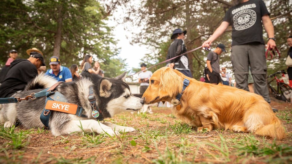 Paws Party Canberra