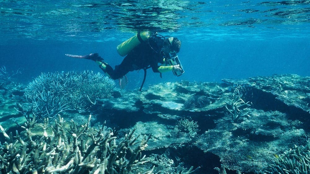 Scuba diver under the water and above coral reef