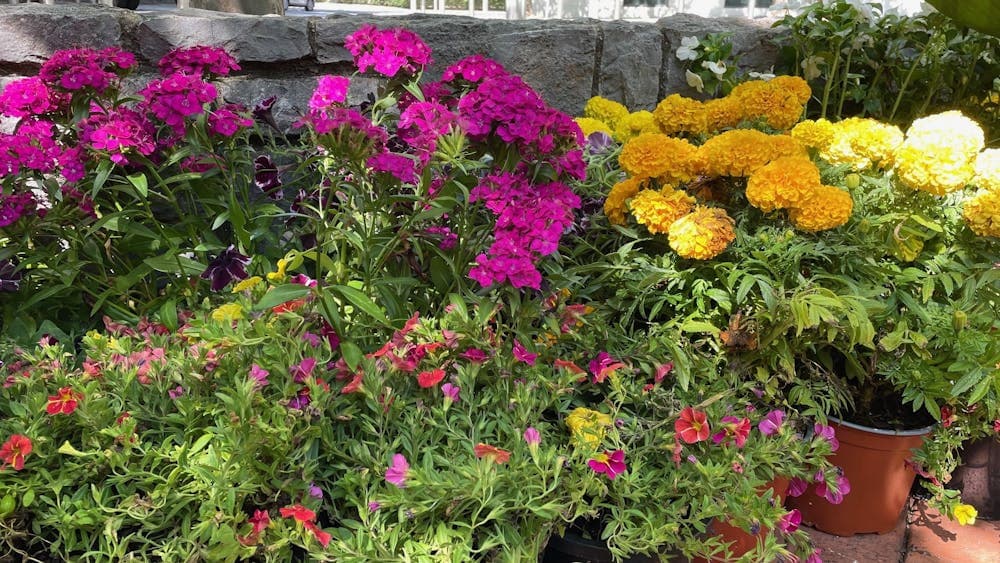 Several small pots of flowers.