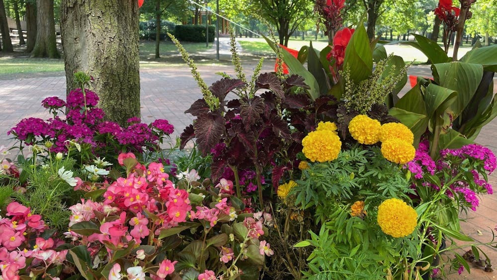 Several small pots of flowers.