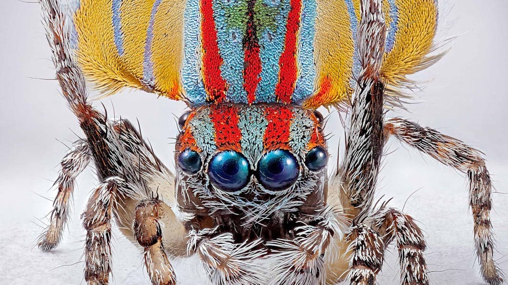 A macro photography of the tiny Australia spider Maratus volans