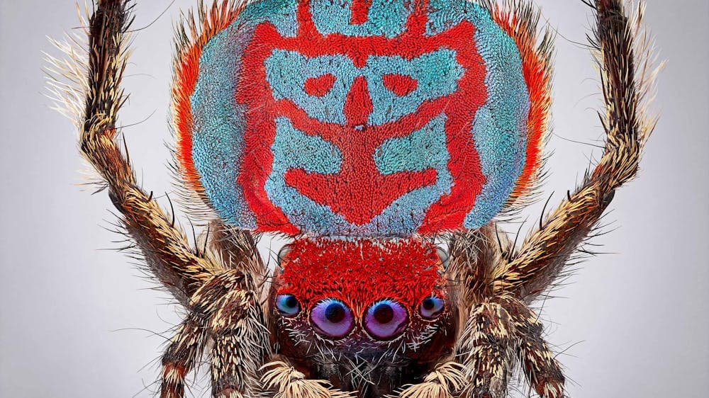 A macro photography of the tiny Australia spider Maratus bubo