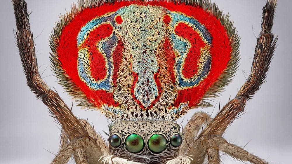 A macro photography of the tiny Australia spider Maratus elephans