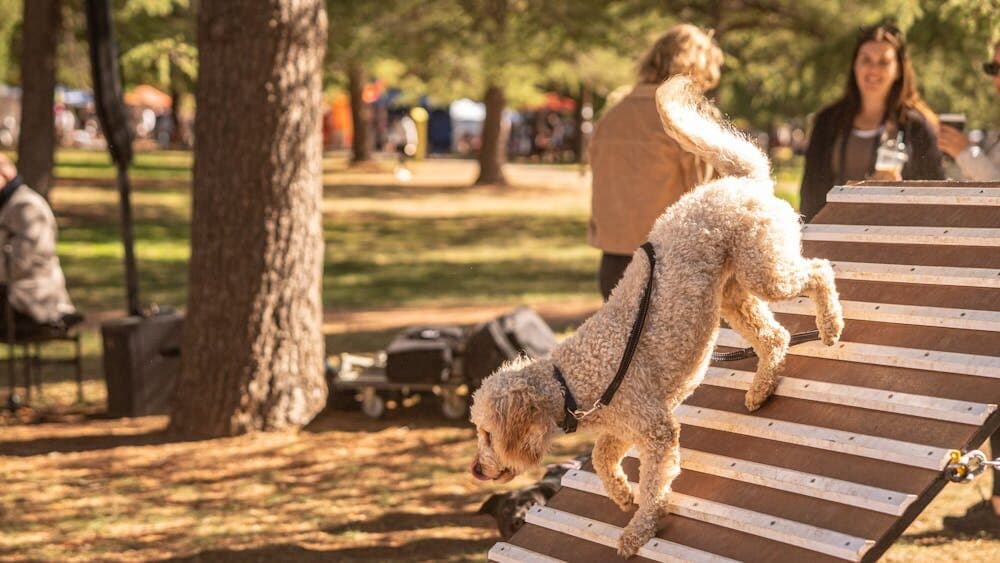 A dog using agility equipment