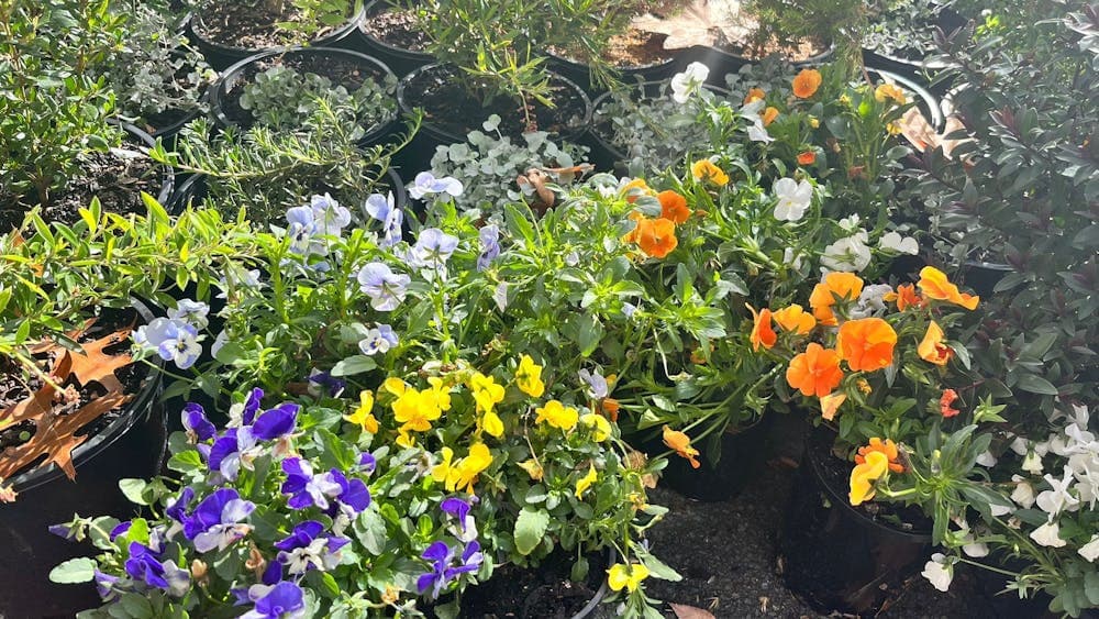 Close up of pots of small flowers