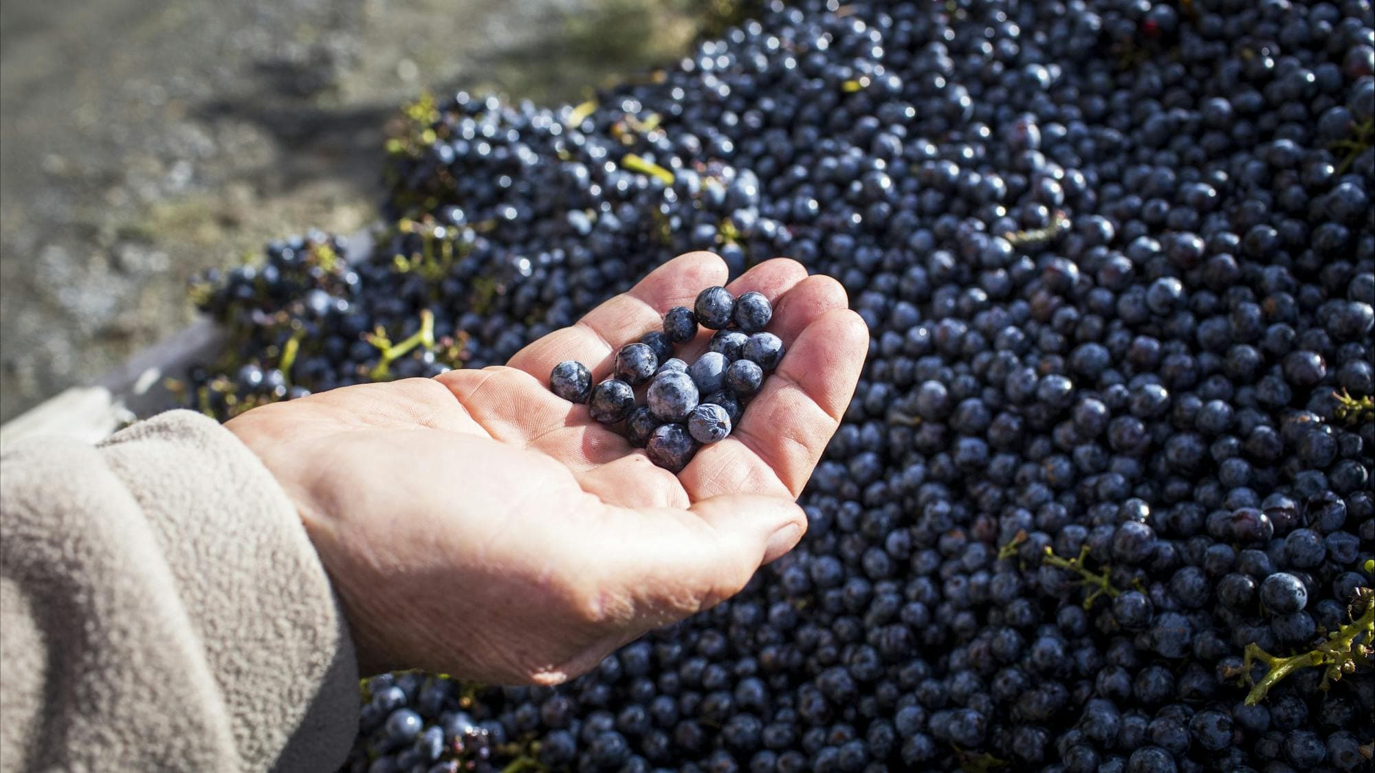 Hand holding grapes