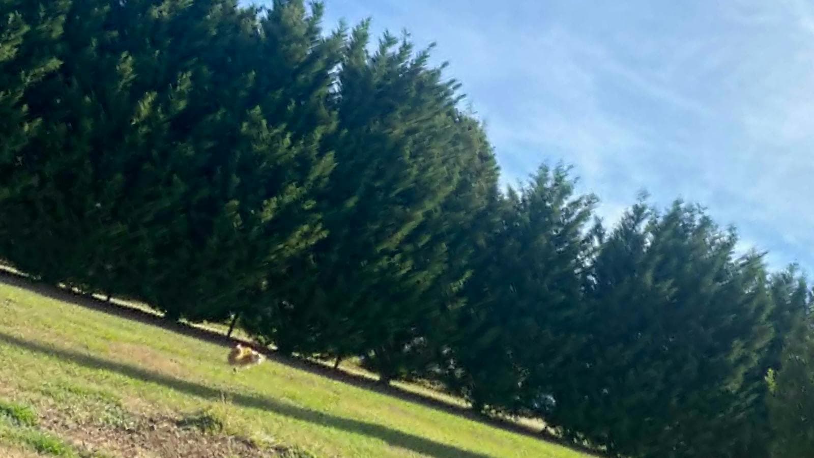 Truffle farm and dog