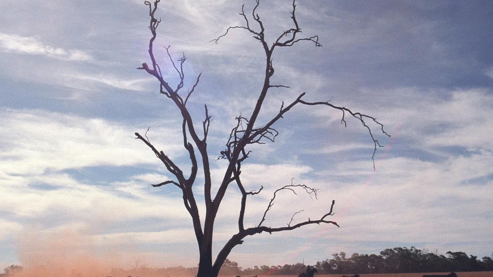 Bare tree growing in barren landscape